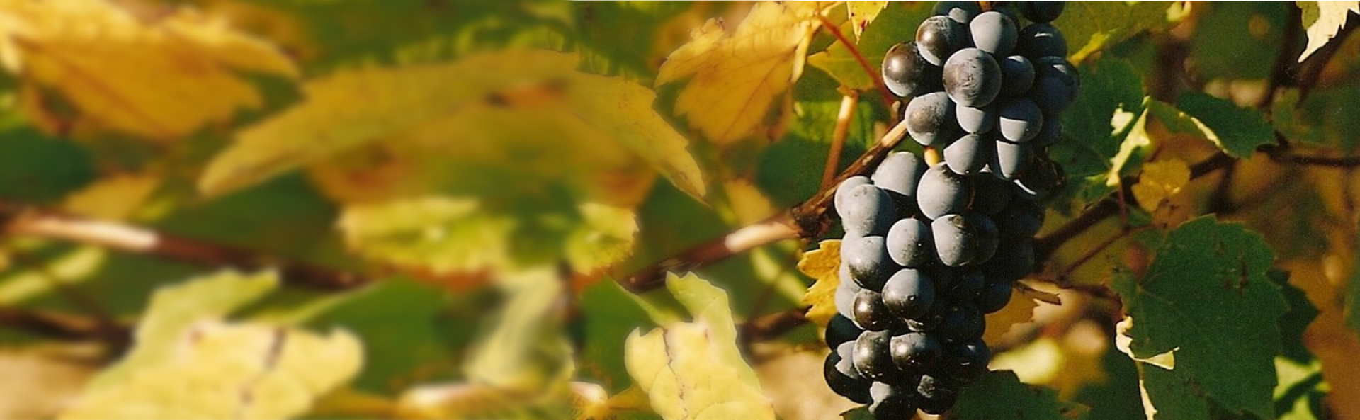 Domaine Pascal Berthier - Artisan vigneron - Côte Beaujolaise